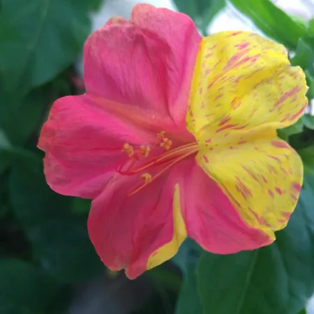 Casa Cota 3* Mattinata