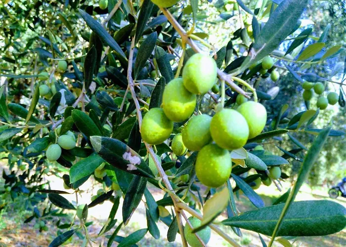 Casa Cota מאטינאטה